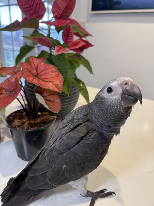 Young Timneh Grey Cock Hand Raised