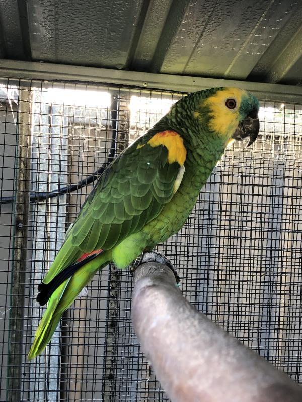 Blue fronted Amazon male