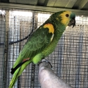 Blue fronted Amazon male