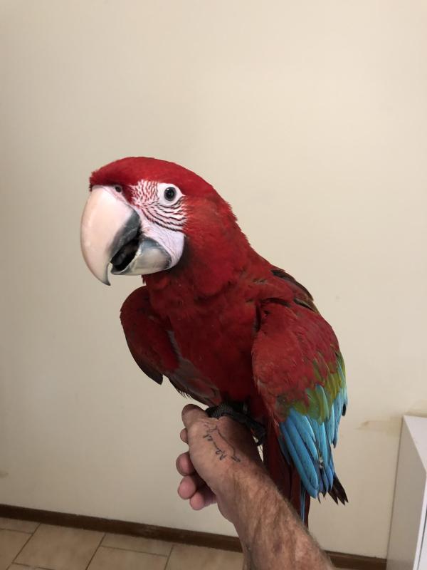 Greenwing macaws
