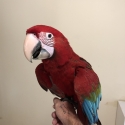 Greenwing macaws