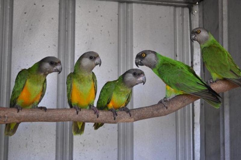 SENEGAL PARROTS
