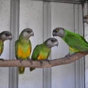 SENEGAL PARROTS
