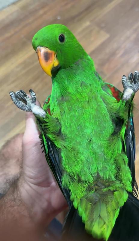 Hand Raised Vosmarie Eclectus
