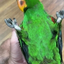 Hand Raised Vosmarie Eclectus