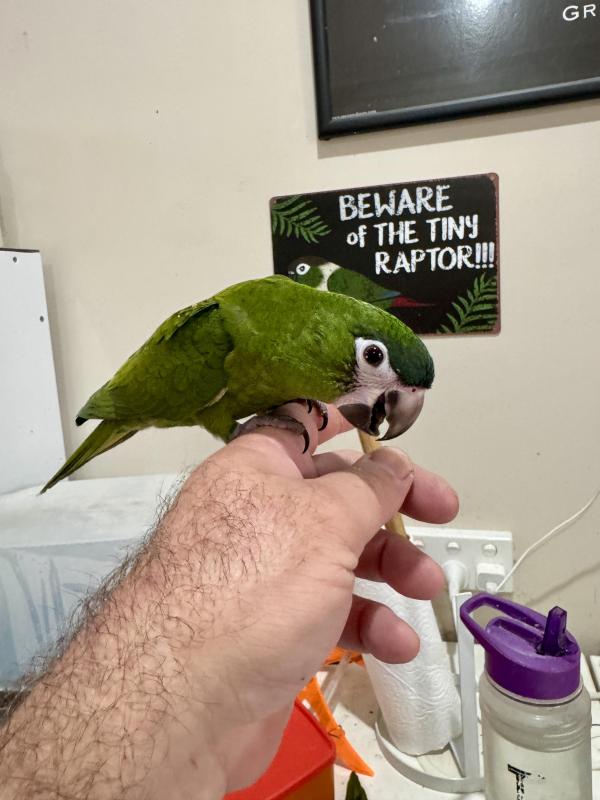 Hand Raised Hahns MaCaws
