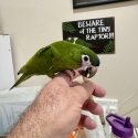 Hand Raised Hahns MaCaws