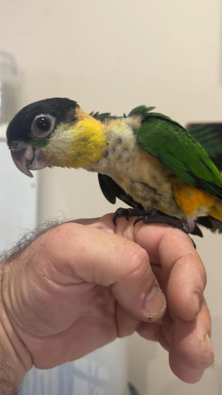 Hand Raised Black Capped Caiques