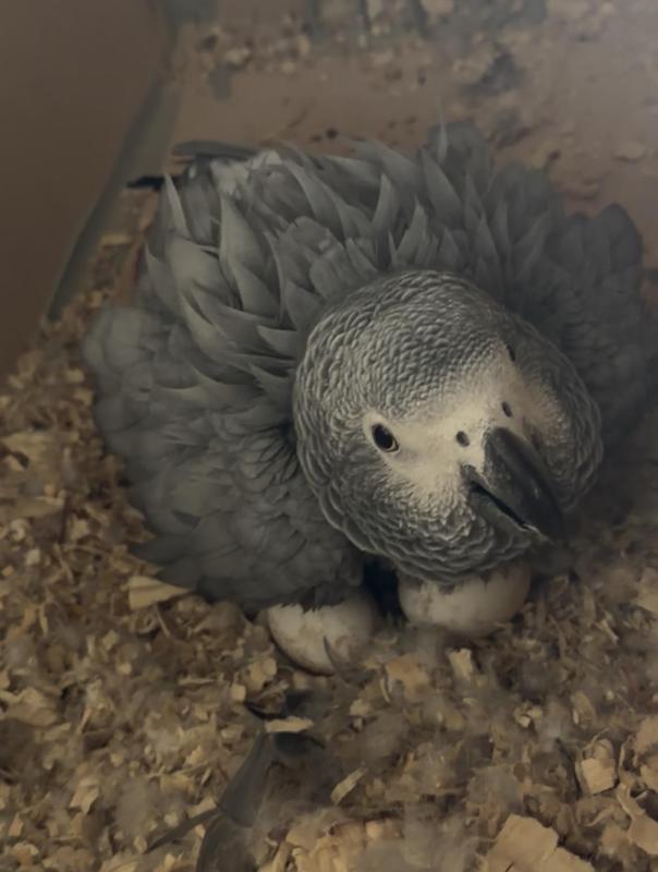 Breeding pair of African Grey