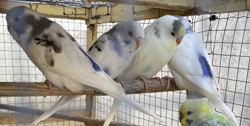 FS: BUDGIES-YOUNG BIRDS-