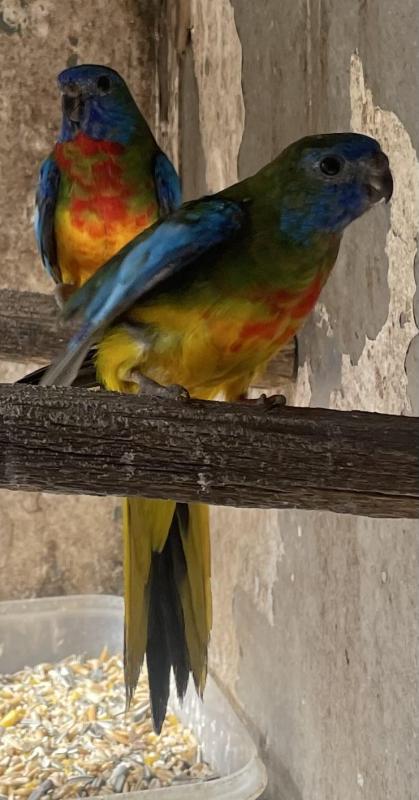 FS: SCARLET CHESTED PARROTS
