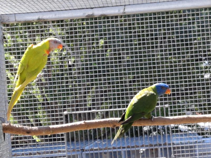 Parrots / lorikeet / lorries