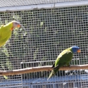 Parrots / lorikeet / lorries