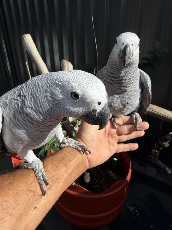 Babies African Grey hand raised tame very friendly