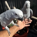 Babies African Grey hand raised tame very friendly