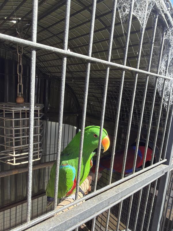 Eclectus Breeding pairs