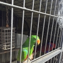 Eclectus Breeding pairs