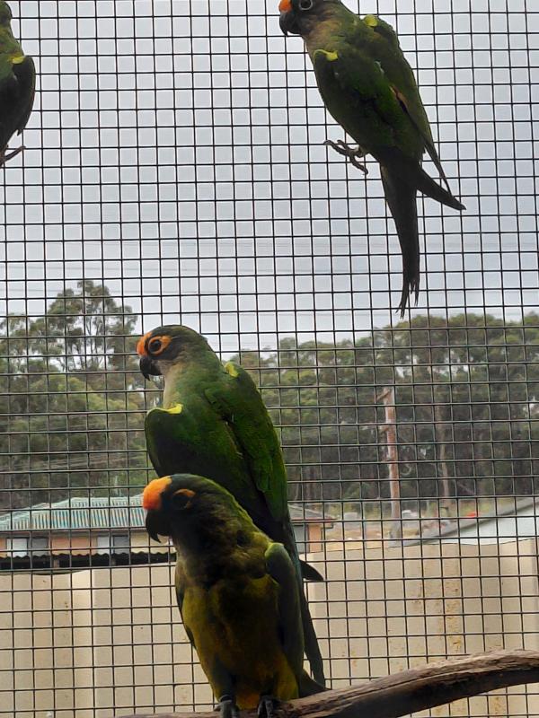 Peach Fronted Conure hen's