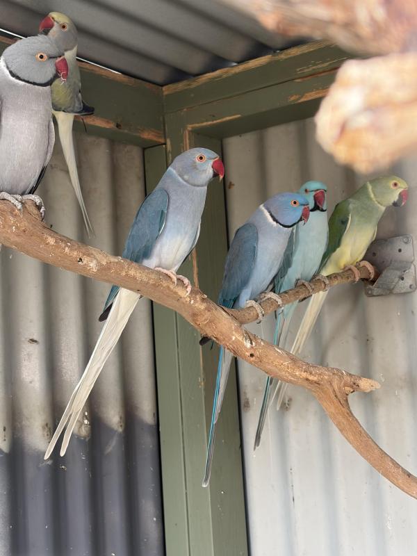 Indian ringnecks