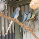 Indian ringnecks