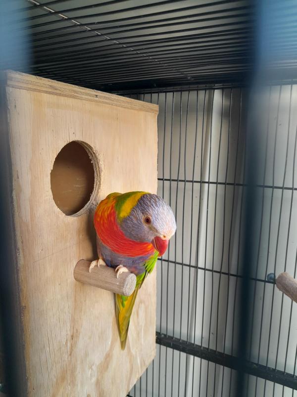 Genuine fallow lorikeet breeding pair
