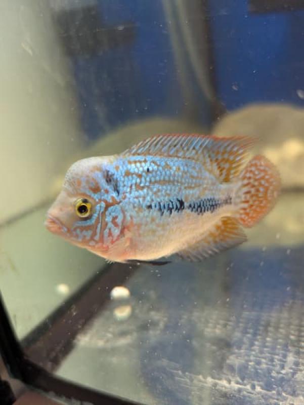 F2 Gold Base Kamfa Flowerhorn