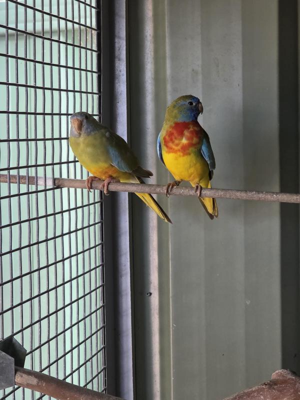 Scarlett Chested ONLY 7 left