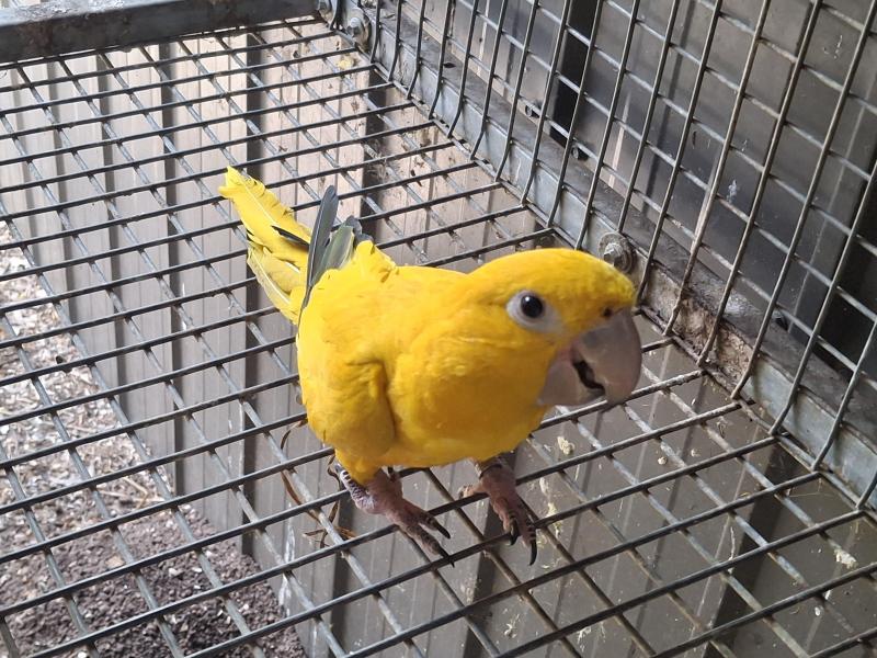 Golden Conure HEN, 4 yr old