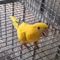 Golden Conure HEN, 4 yr old