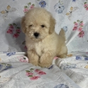 Absolutely Gorgeous Malshipoo Puppies