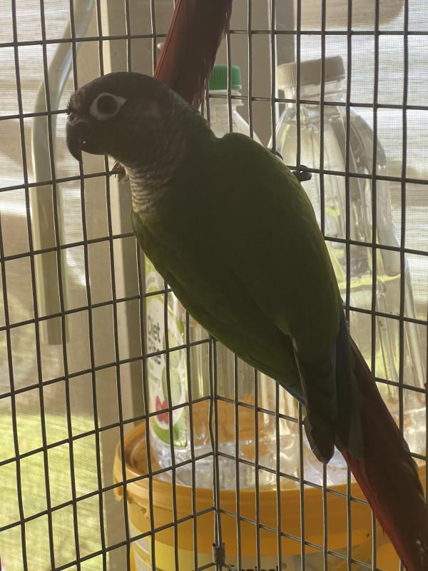Hand Reared S/F Violet Green Cheeks