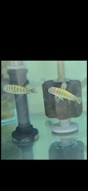 F1 Tropheus nkonde yellow