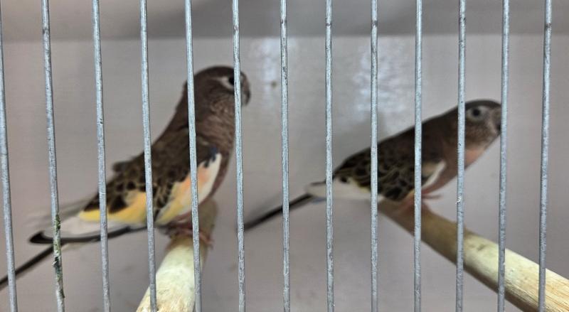 Bourke parrots for sale