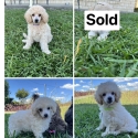 Purebred Toy Poodle Puppies-Transport Anywhere!