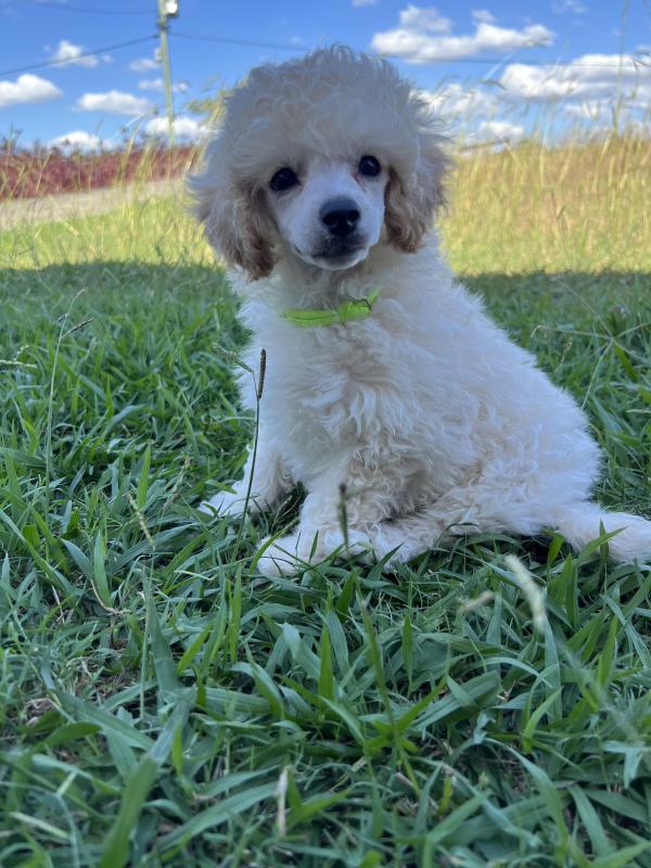 Purebred Toy Poodle Puppies-Transport Anywhere!