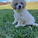 Purebred Toy Poodle Puppies-Transport Anywhere!