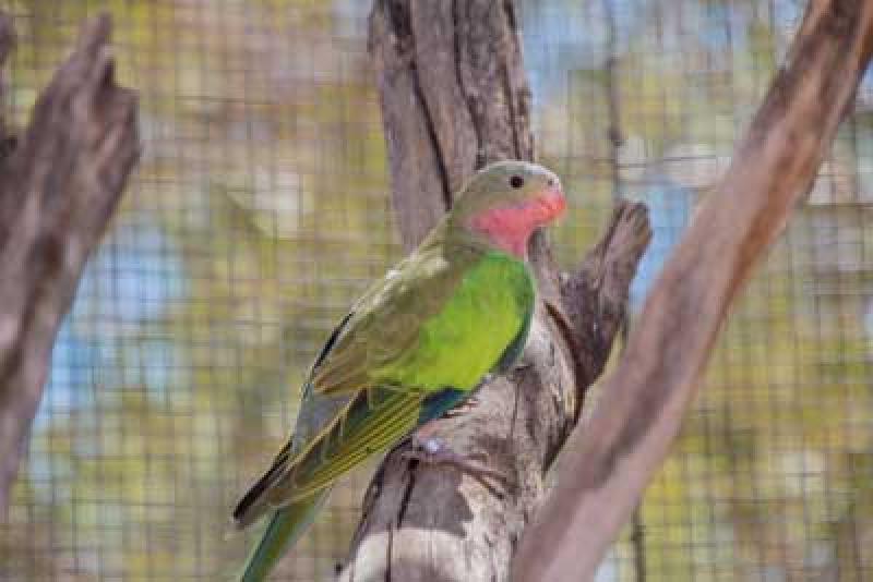 Hen pure normal princess parrot