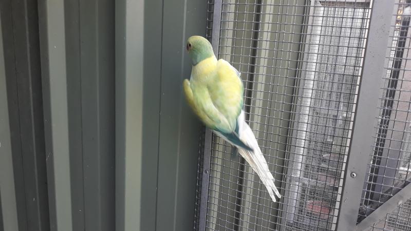 Opaline Cleartail Ringnecks &  Mutation Plumhead Parrots