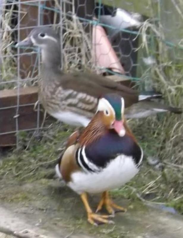 Mandarin Duck Pair