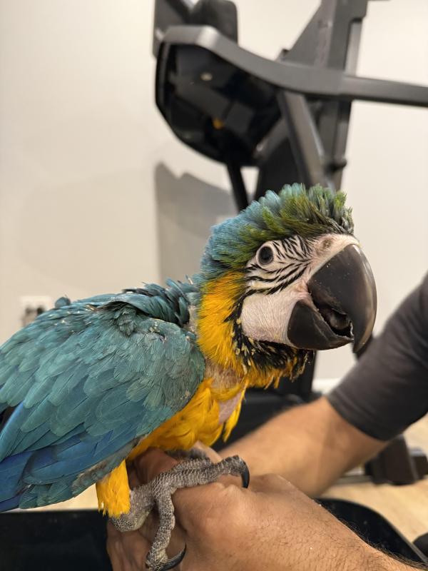 HAND RAISED BLUE AND GOLD MACAW