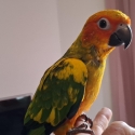Sun conures hand raised