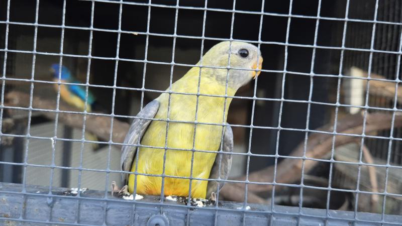 Scarlet chested parrots