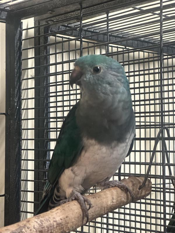 Turquoise (Par blue) King Parrots