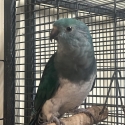 Turquoise (Par blue) King Parrots