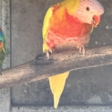 Rainbow Lorikeets