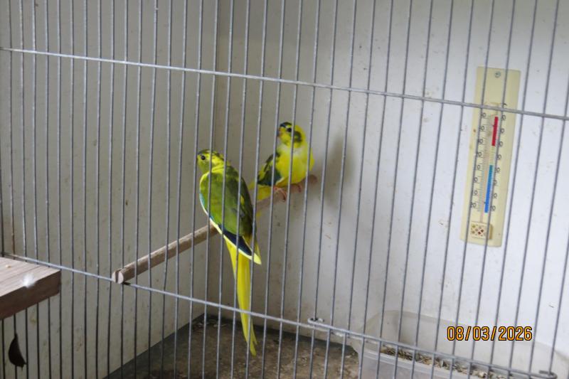 PIED ELEGANT PARROTS