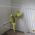 PIED ELEGANT PARROTS