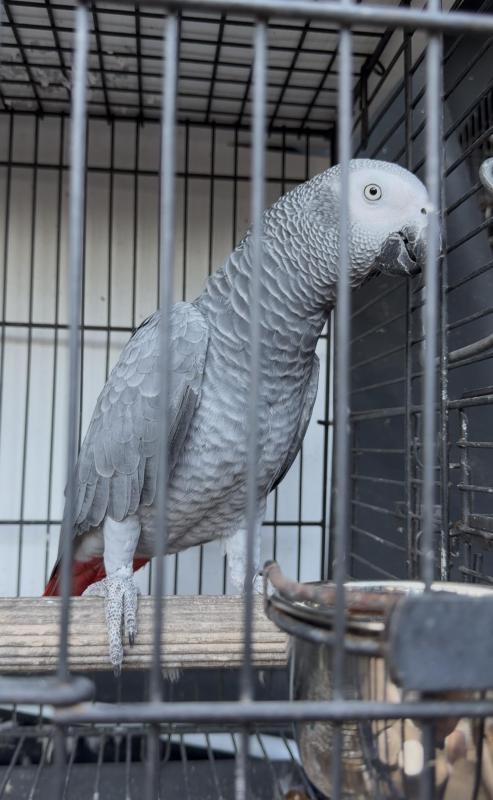 African grey female