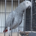 African grey female