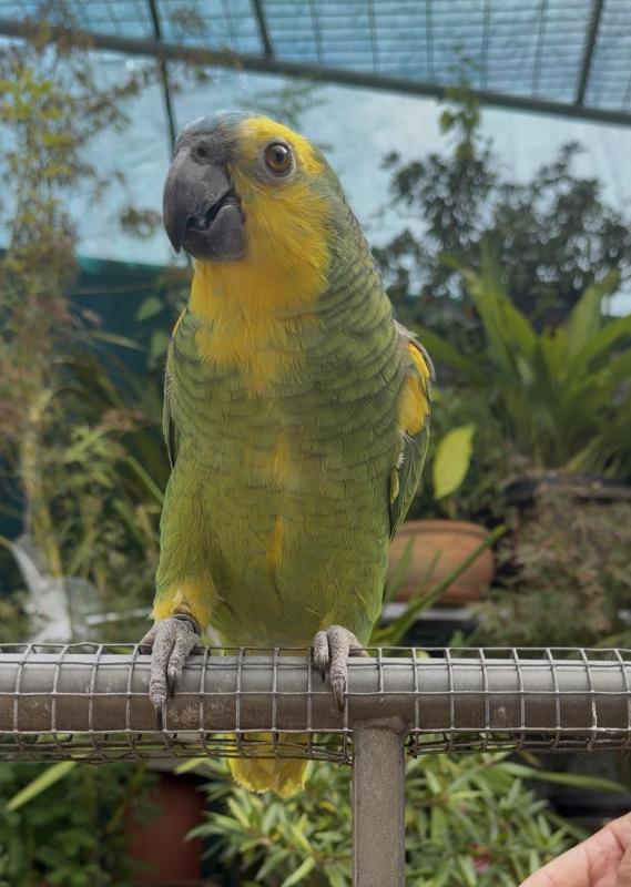 Blue front Amazon yw